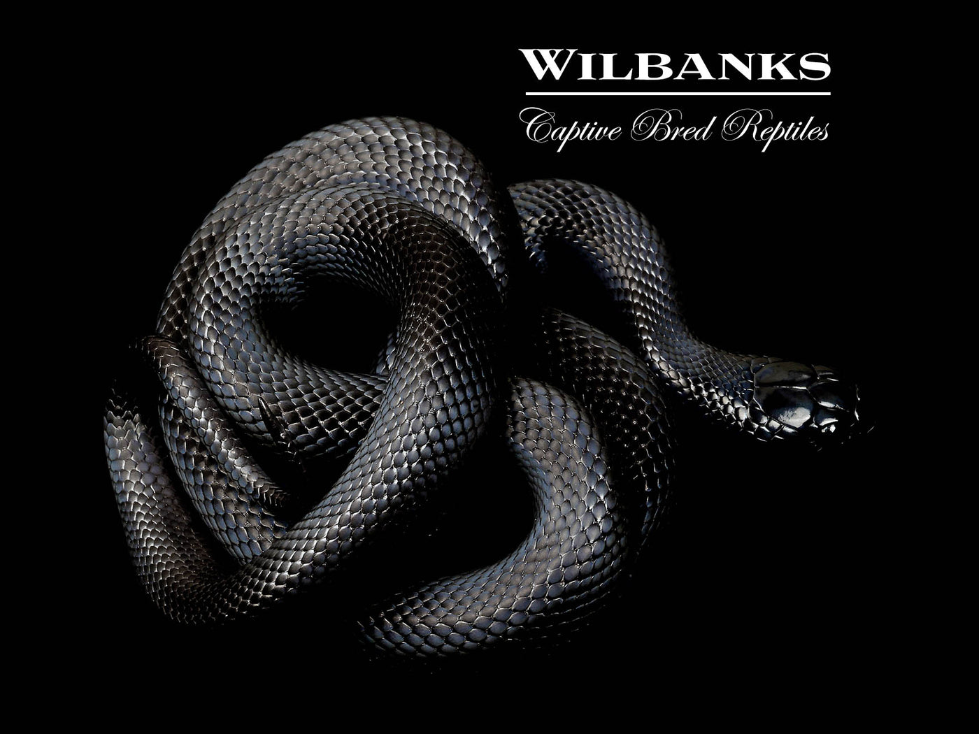Mexican Black Kingsnake ♀ '24
