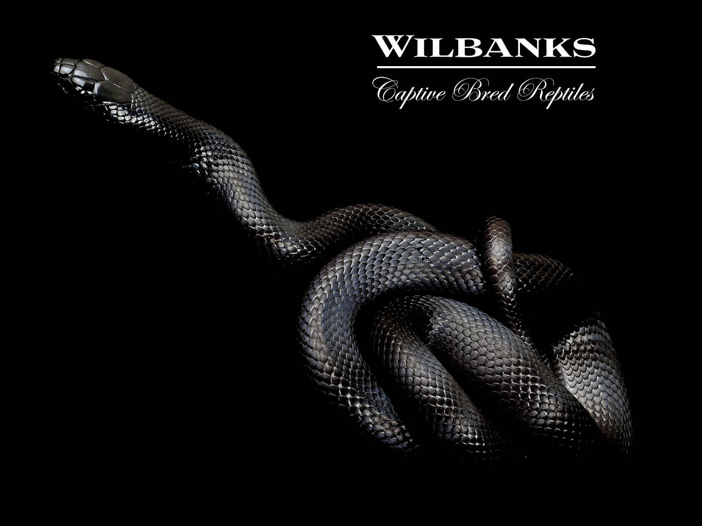 Mexican Black Kingsnake ♂ '24