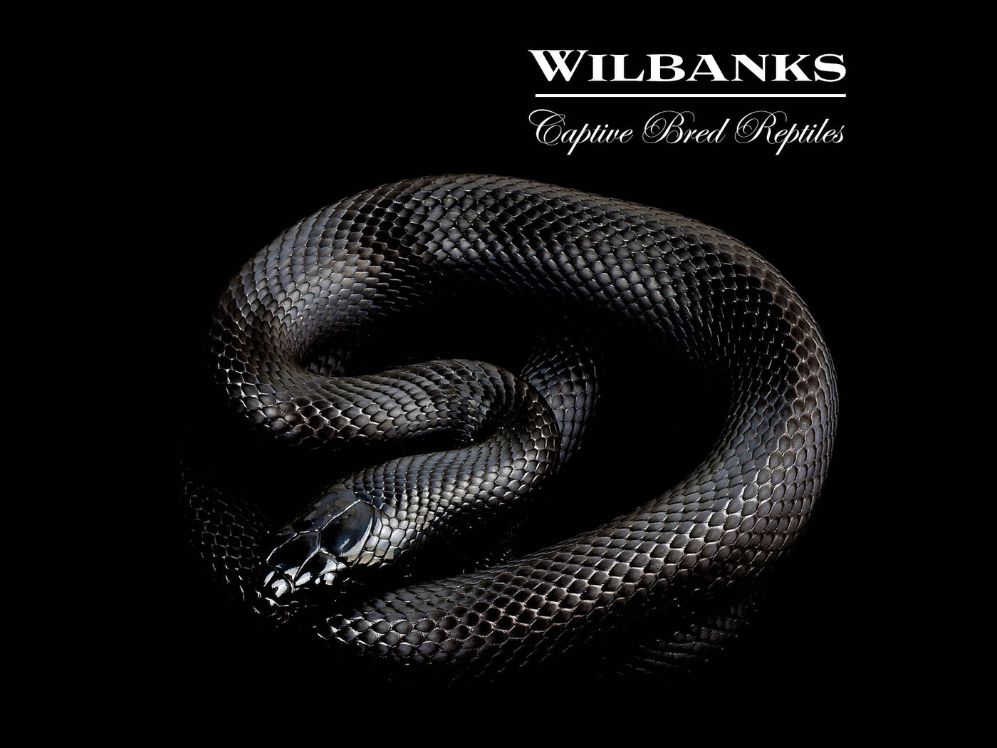 Mexican Black Kingsnake ♂ '24
