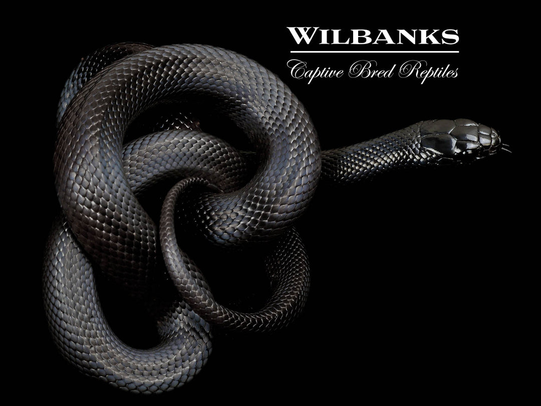 Mexican Black Kingsnake ♀ '24 – Wilbanks Captive Bred Reptiles