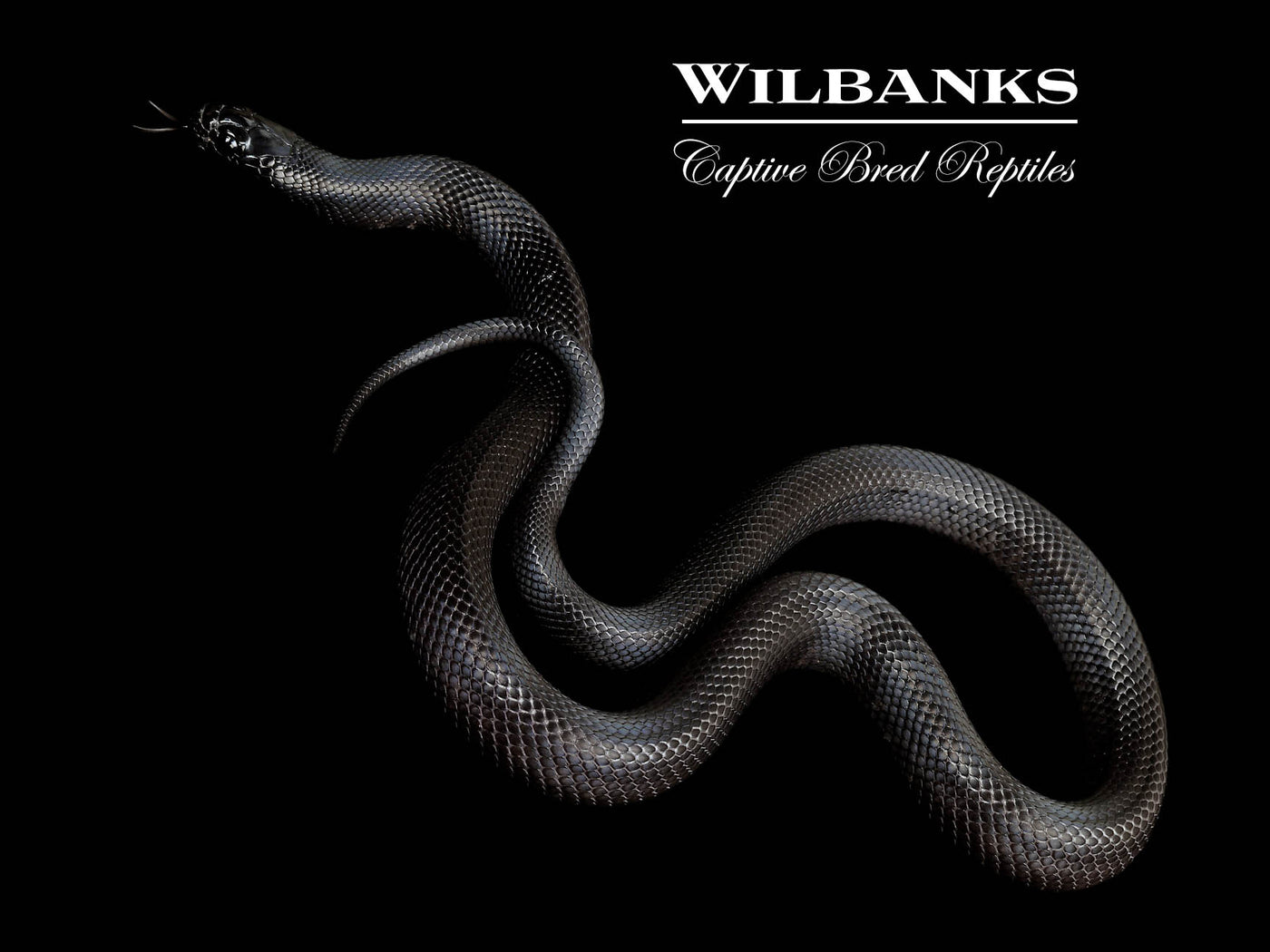 Mexican Black Kingsnake ♂ '24