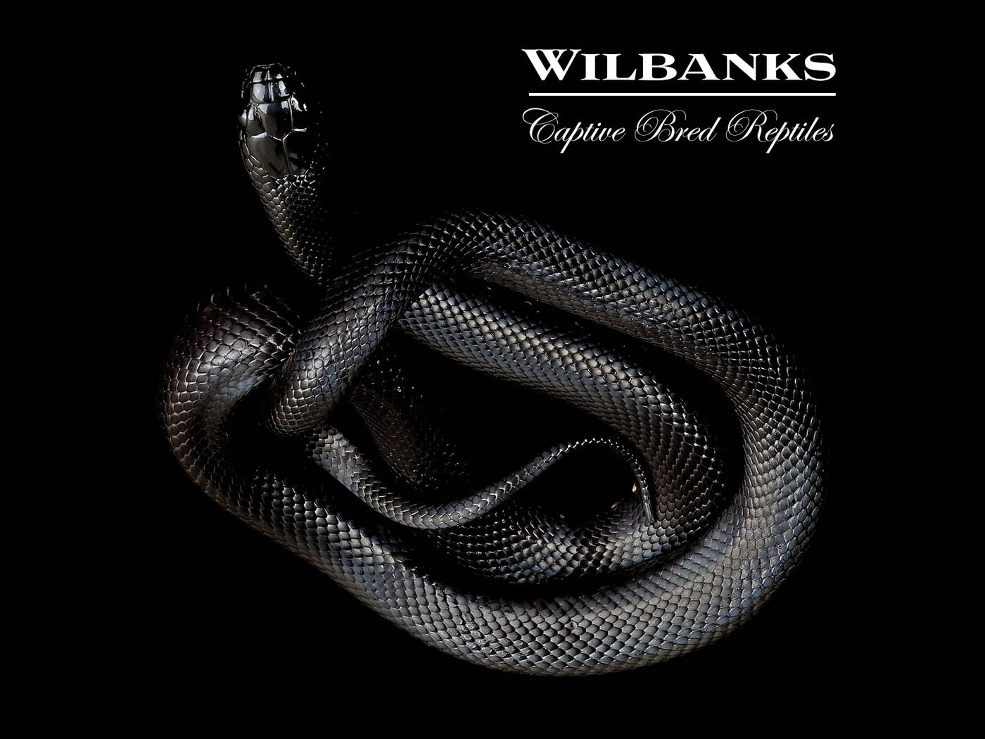 Mexican Black Kingsnake ♀ '24