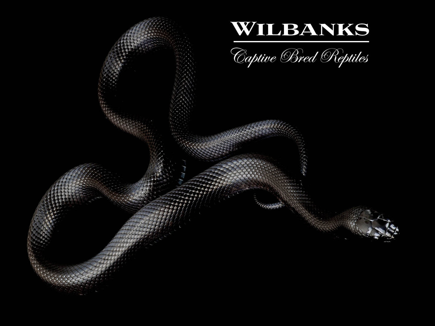 Mexican Black Kingsnake ♀ '24
