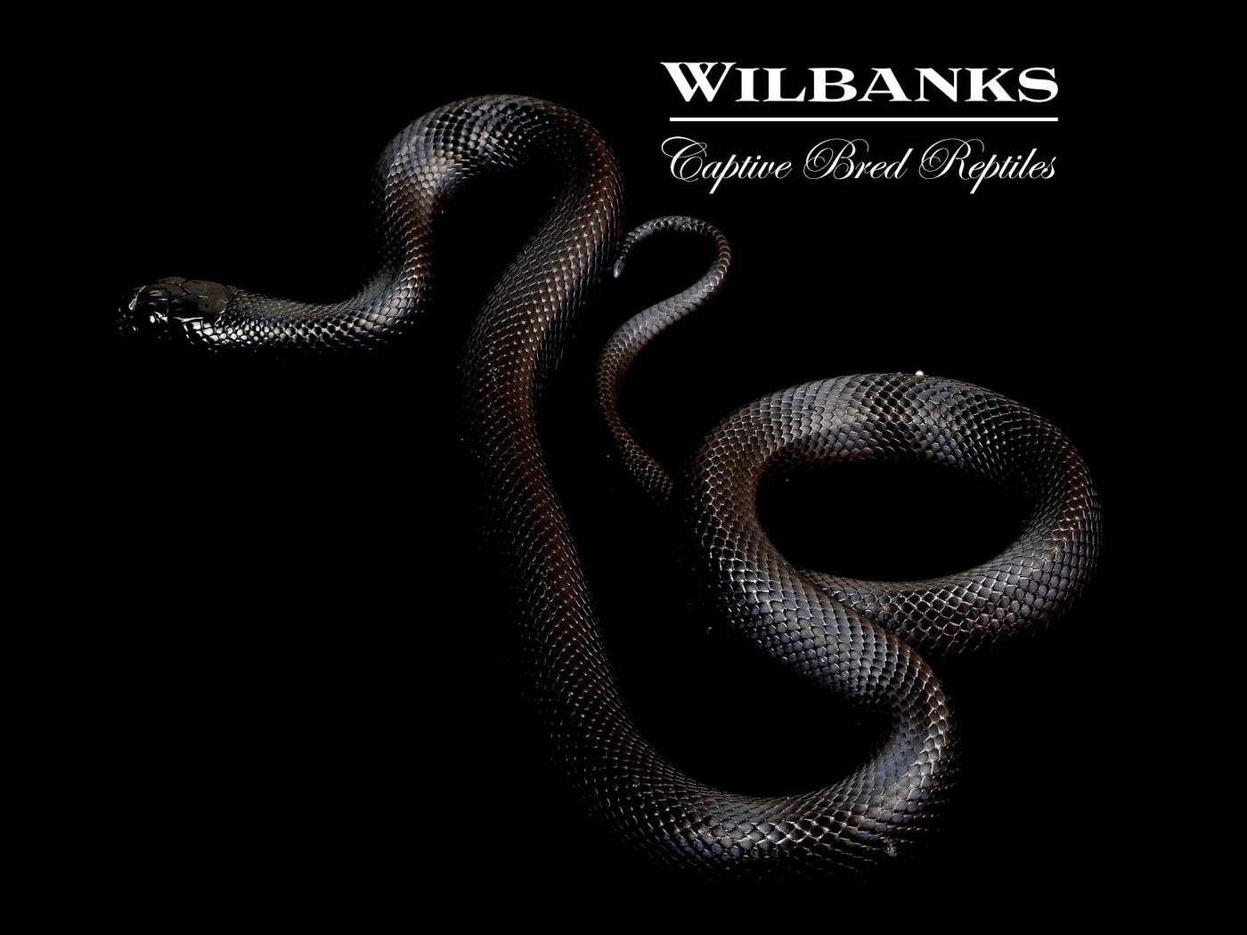 Mexican Black Kingsnake ♂ '24