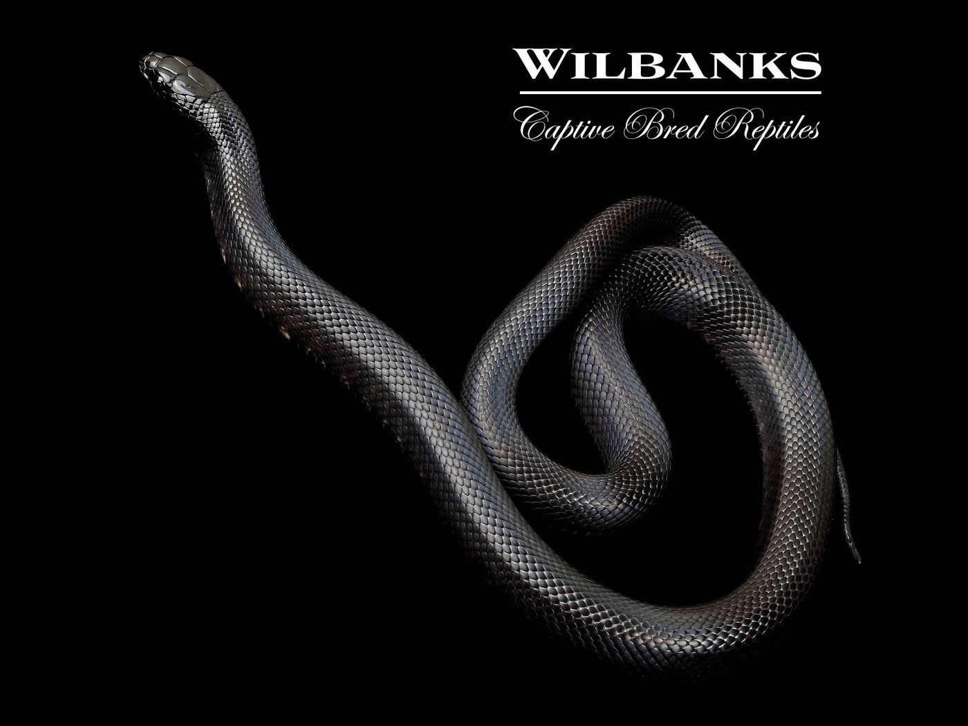 Mexican Black Kingsnake ♀ '24