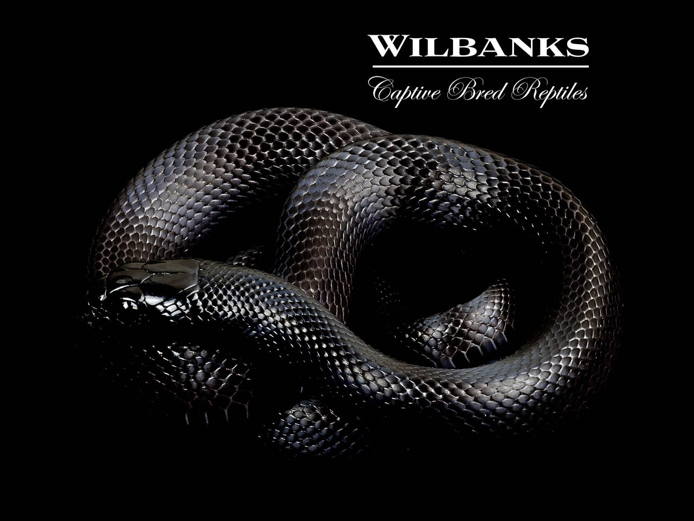 Mexican Black Kingsnake ♂ '24