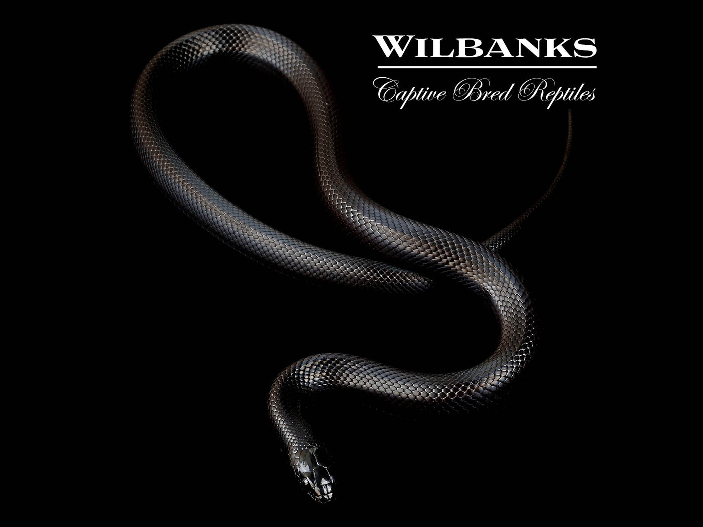 Mexican Black Kingsnake ♀ '24