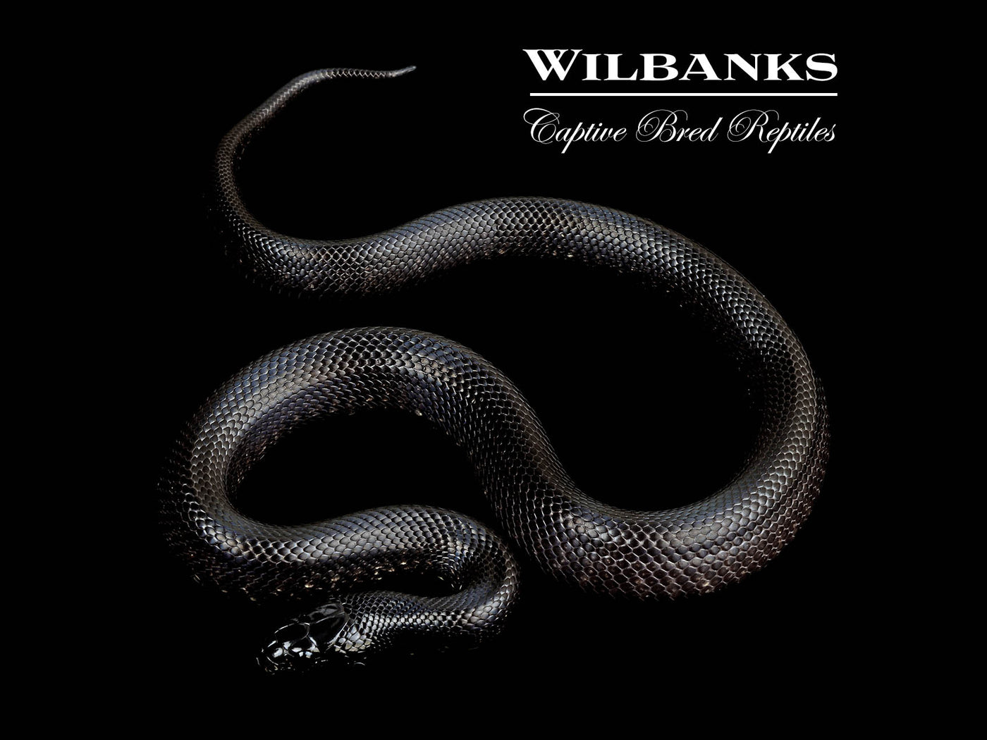 Mexican Black Kingsnake ♀ '24