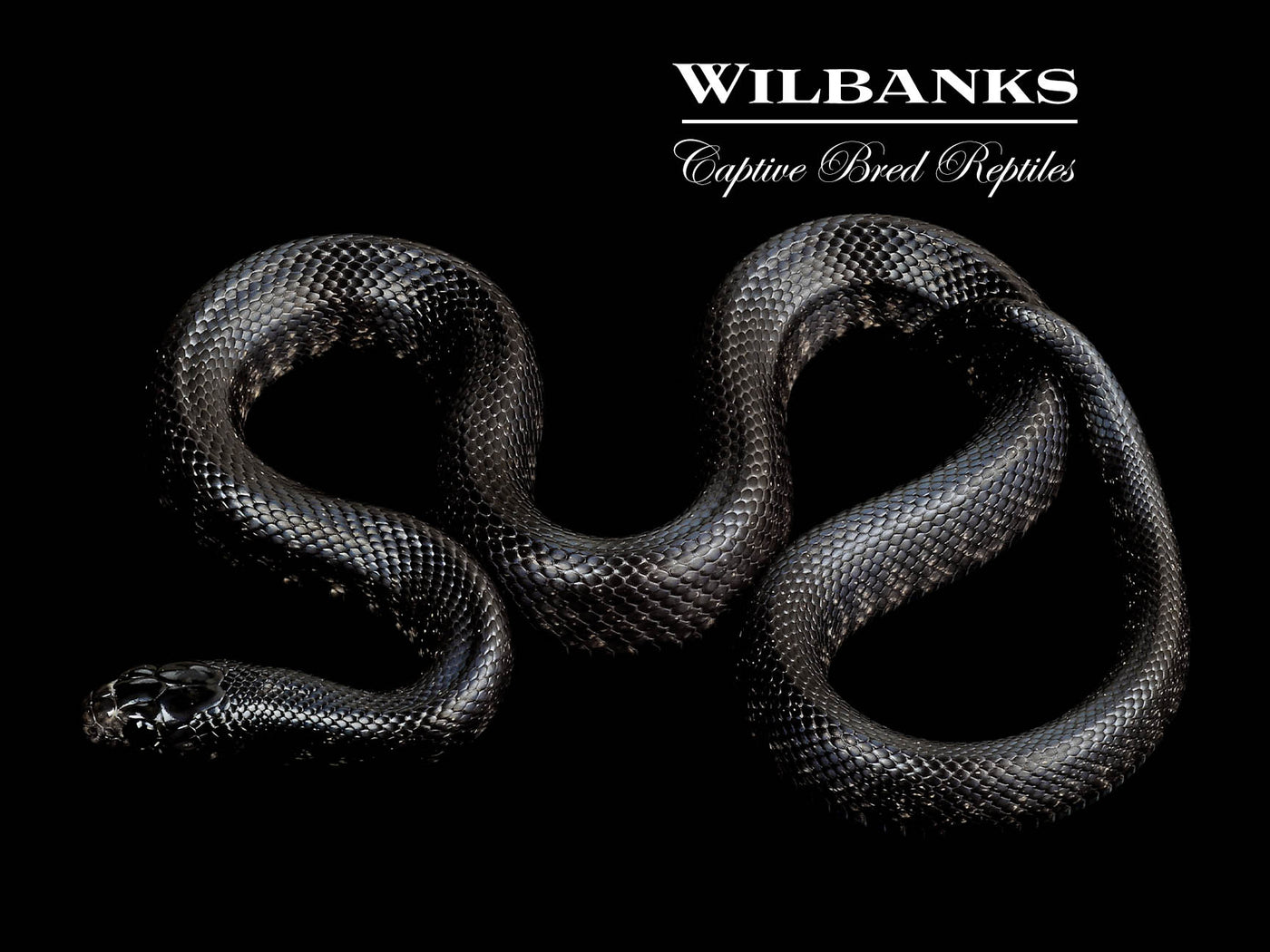 Mexican Black Kingsnake ♀ '24