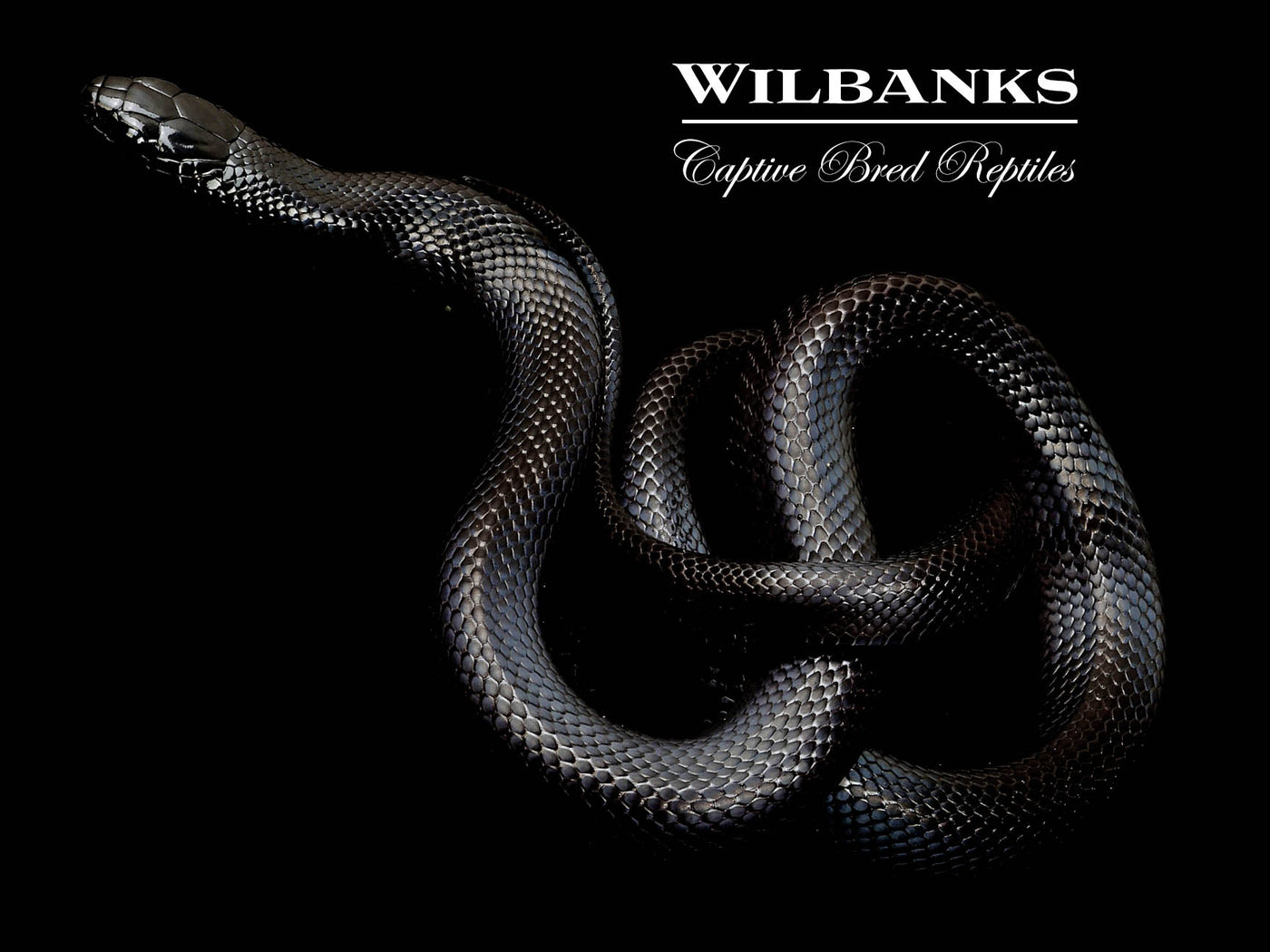 Mexican Black Kingsnake ♀ '24