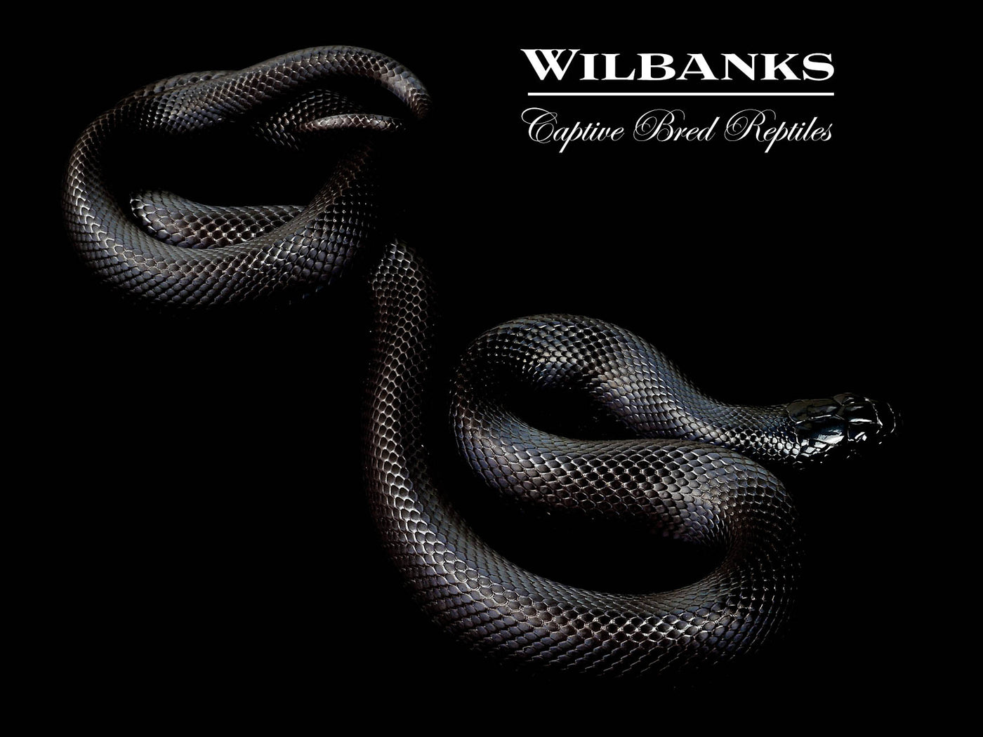 Mexican Black Kingsnake ♀ '24