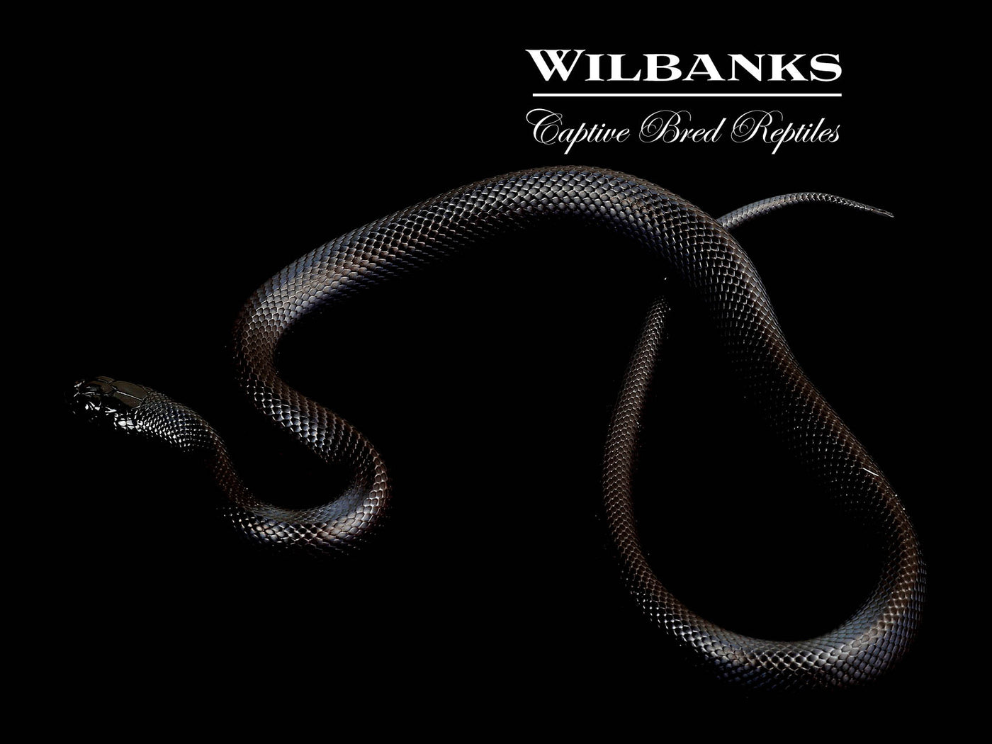 Mexican Black Kingsnake ♀ '24