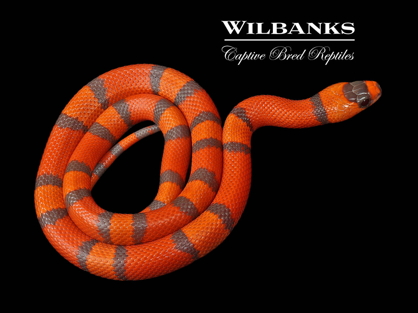 Tangerine Hypo Honduran Milksnake ♂ '24