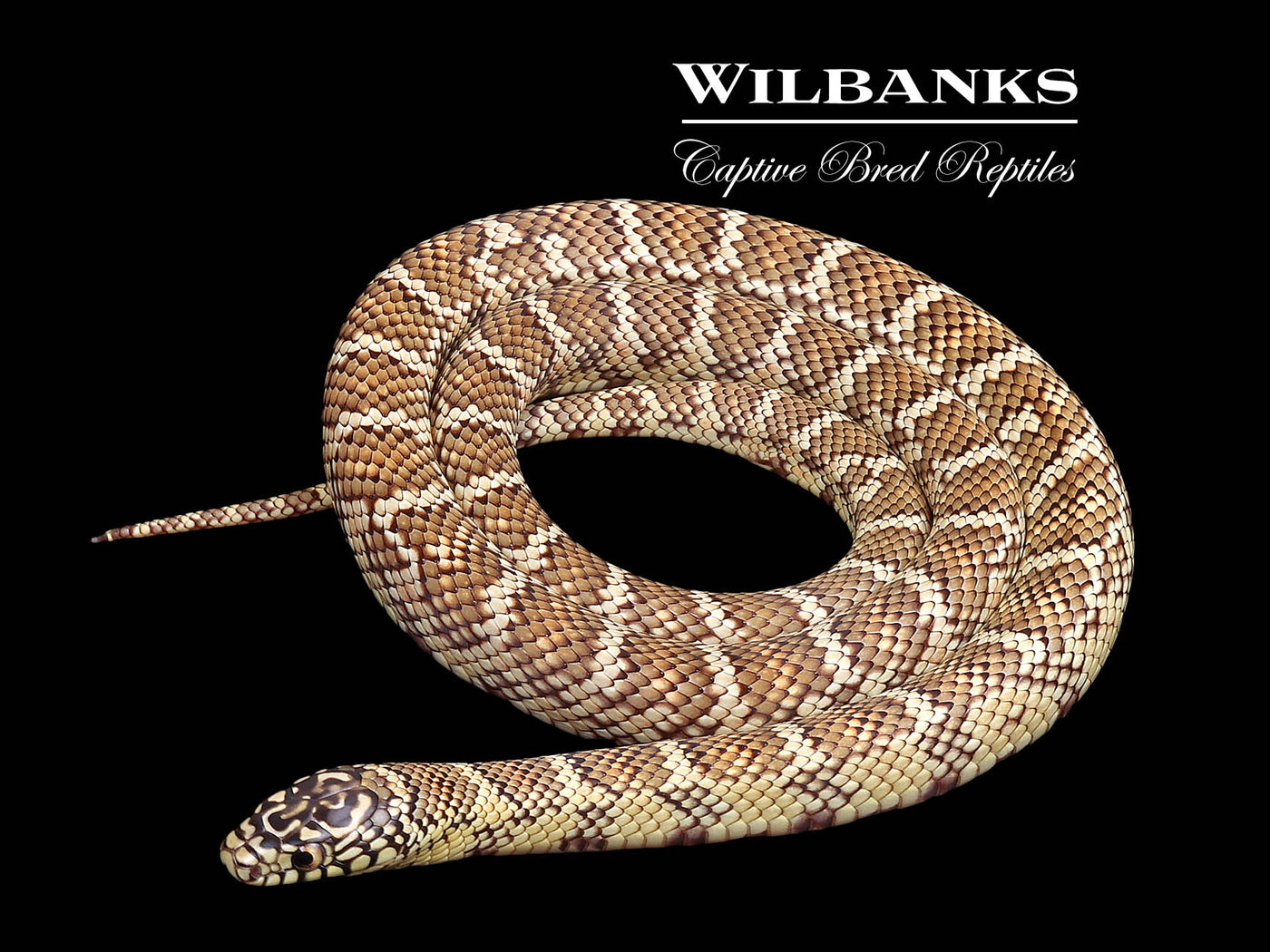Brooks Kingsnake ♀ '23
