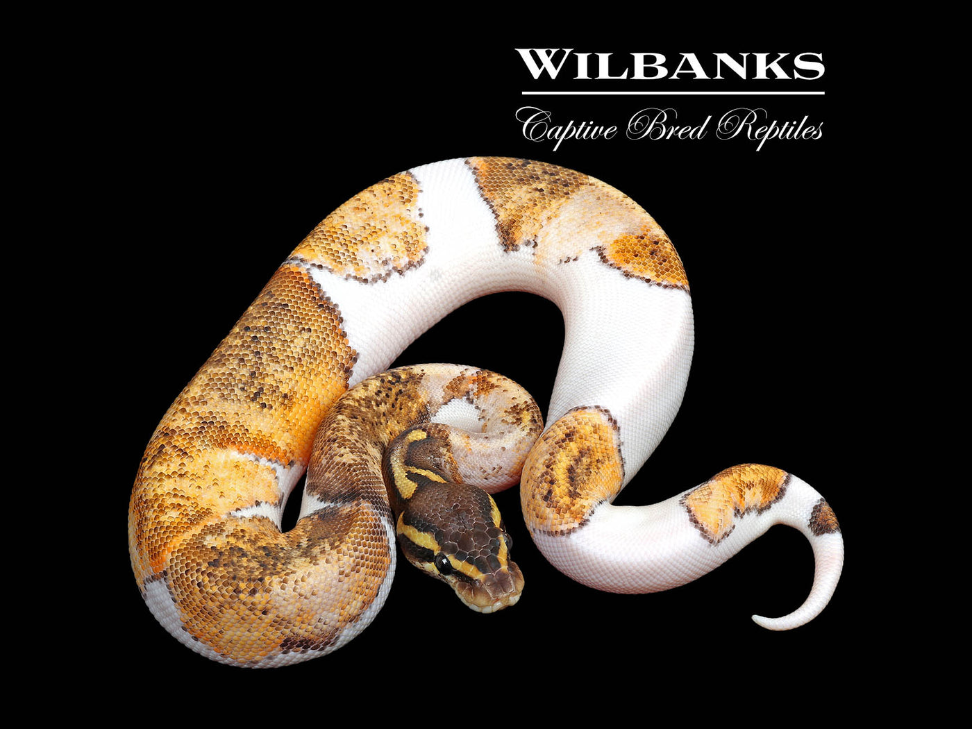 Mahogany Pastel Pied Ball Python ♀ '25