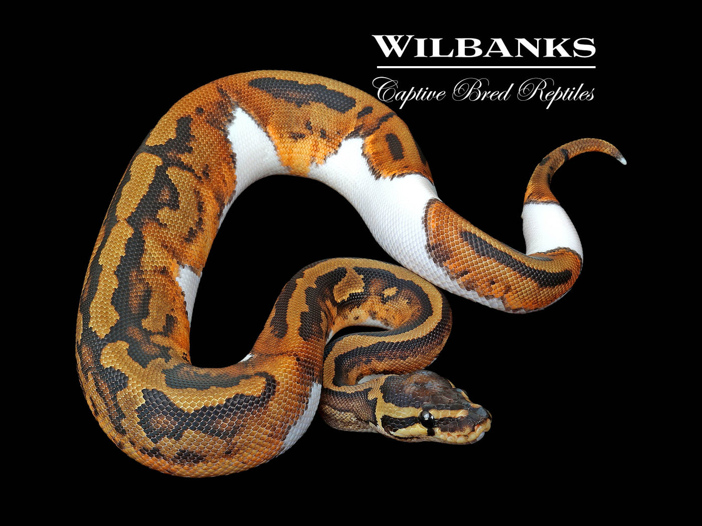 Pied Ball Python ♀ '25