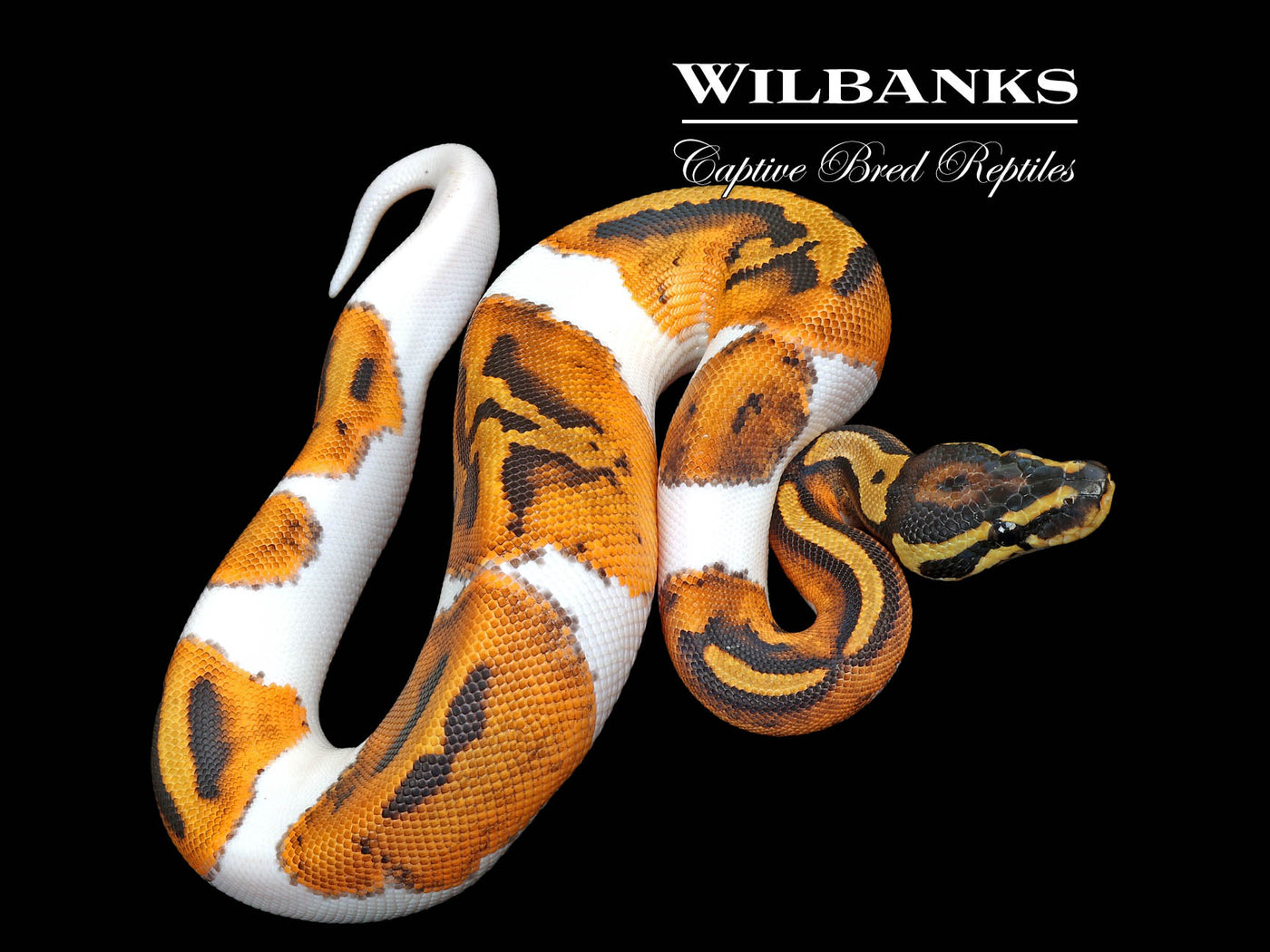 Pied Ball Python ♀ '25