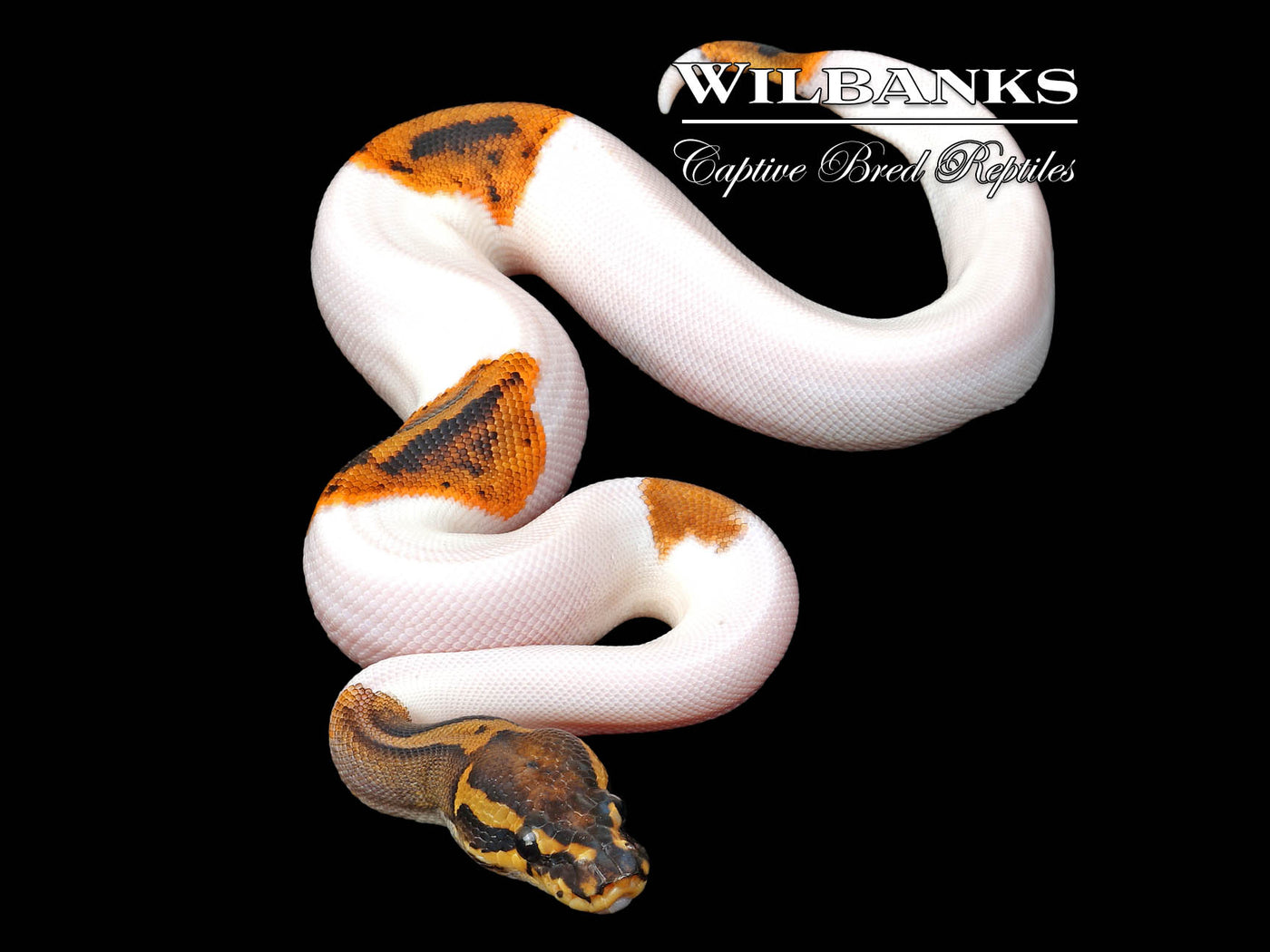 Stranger Pied 100% Het. Clown Ball Python ♀ '25