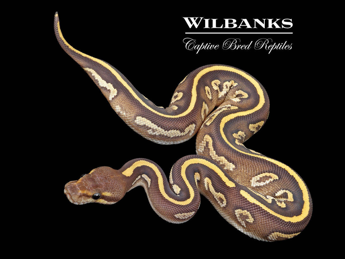 Blackhead Mahogany Mojave Fire 100% Het. Hypo Ball Python ♀ '25