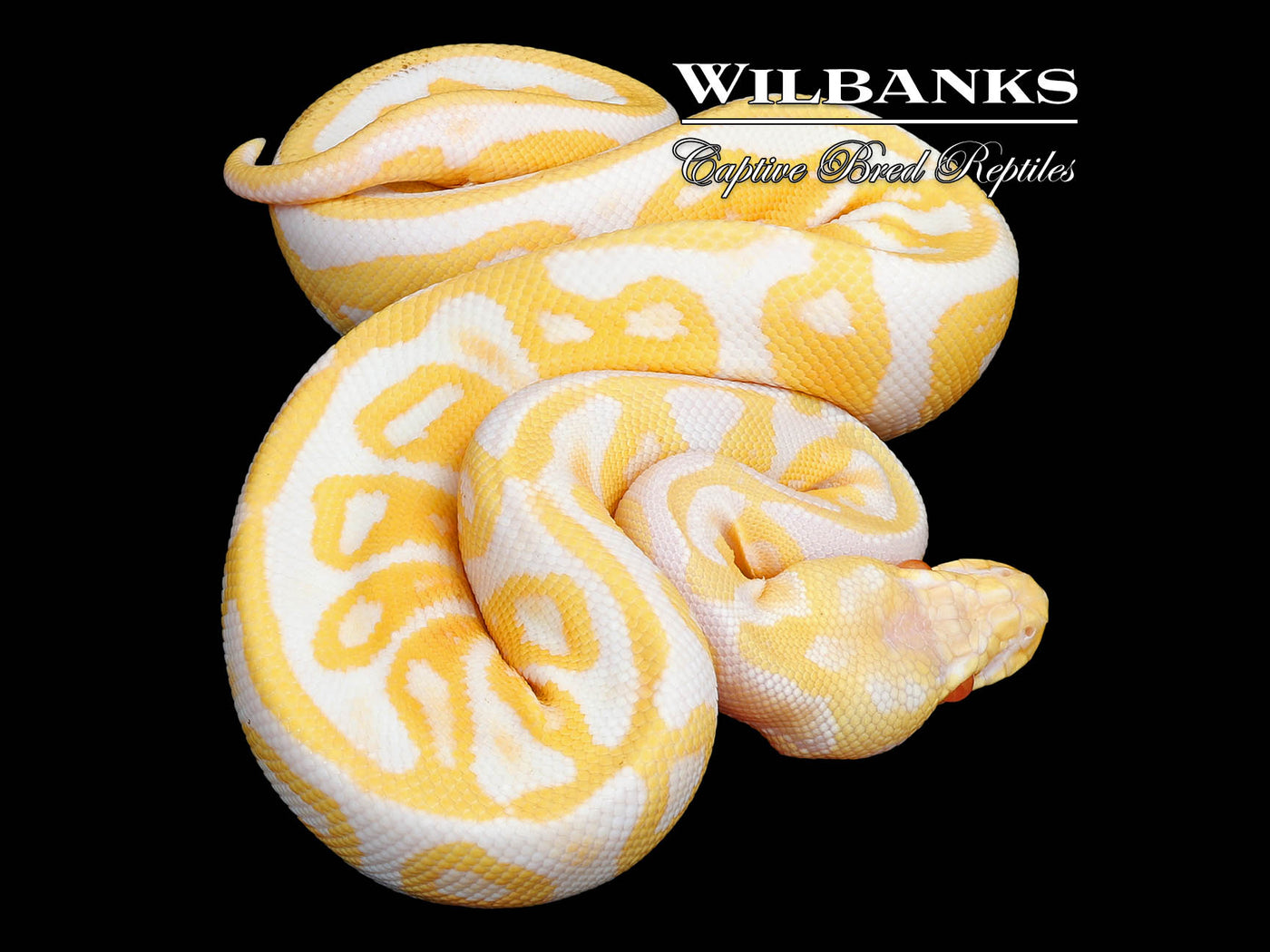 Pastel GHI Albino Leopard Ball Python ♀ '25
