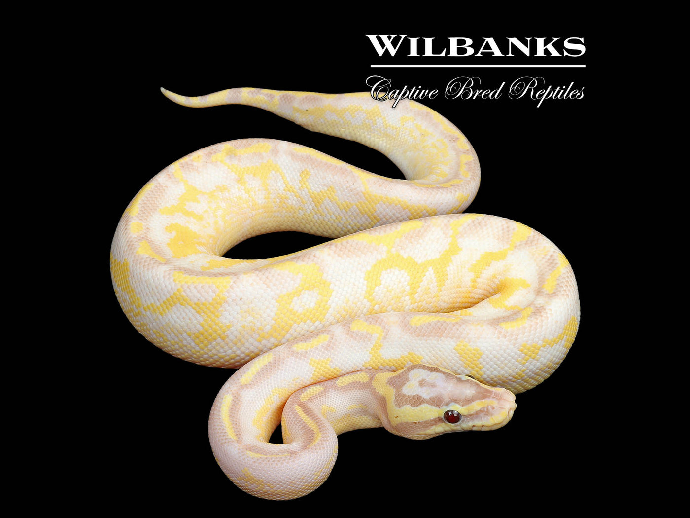Banana Enchi Freeway Mardi Gras Firefly Ball Python ♀ '25