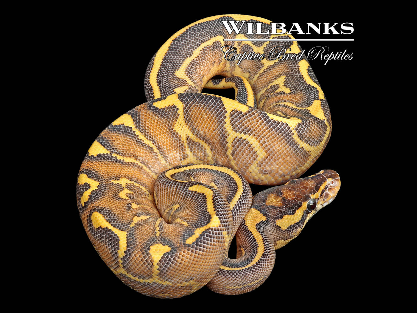 Leopard Highway Ball Python ♀ '25