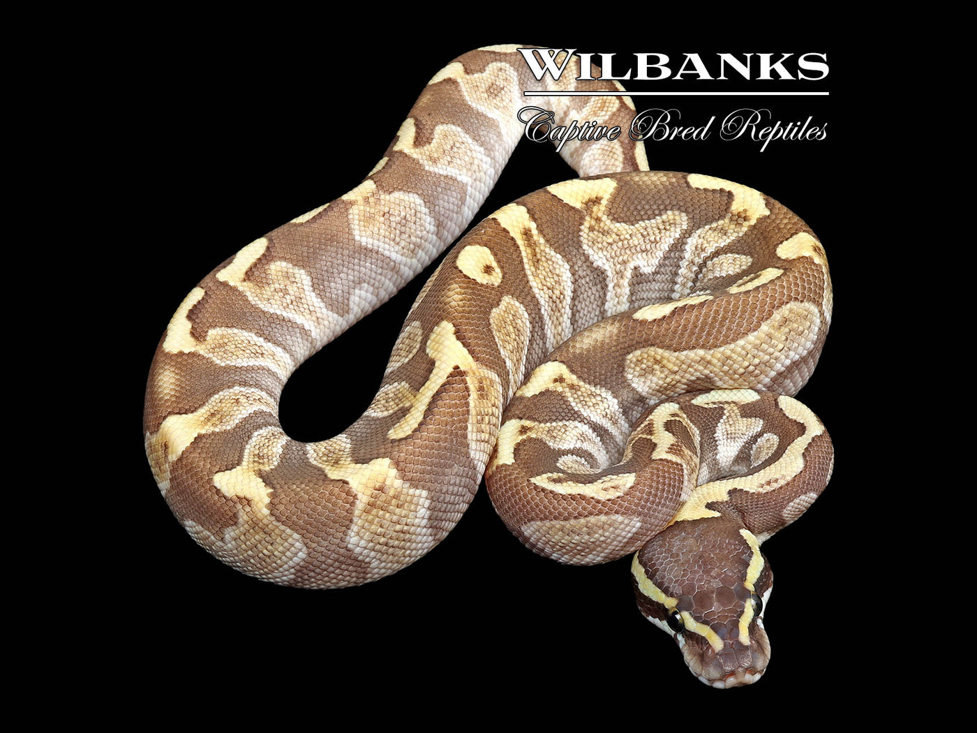 Enchi GHI Ball Python ♂ '25