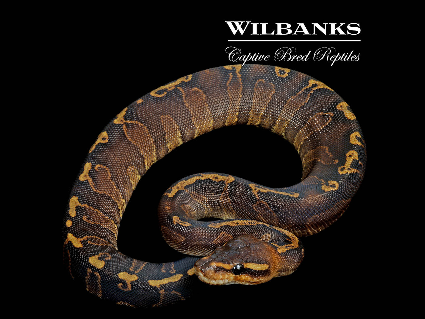 GHI Mahogany Sable Ball Python ♀ '25