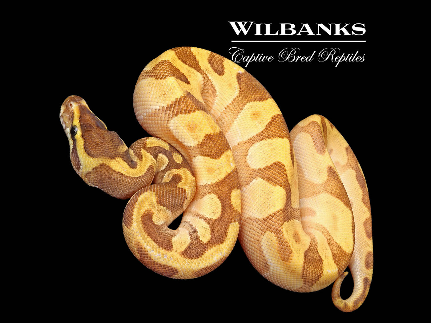 Super Enchi Mojave Sugar Ball Python ♀ '25