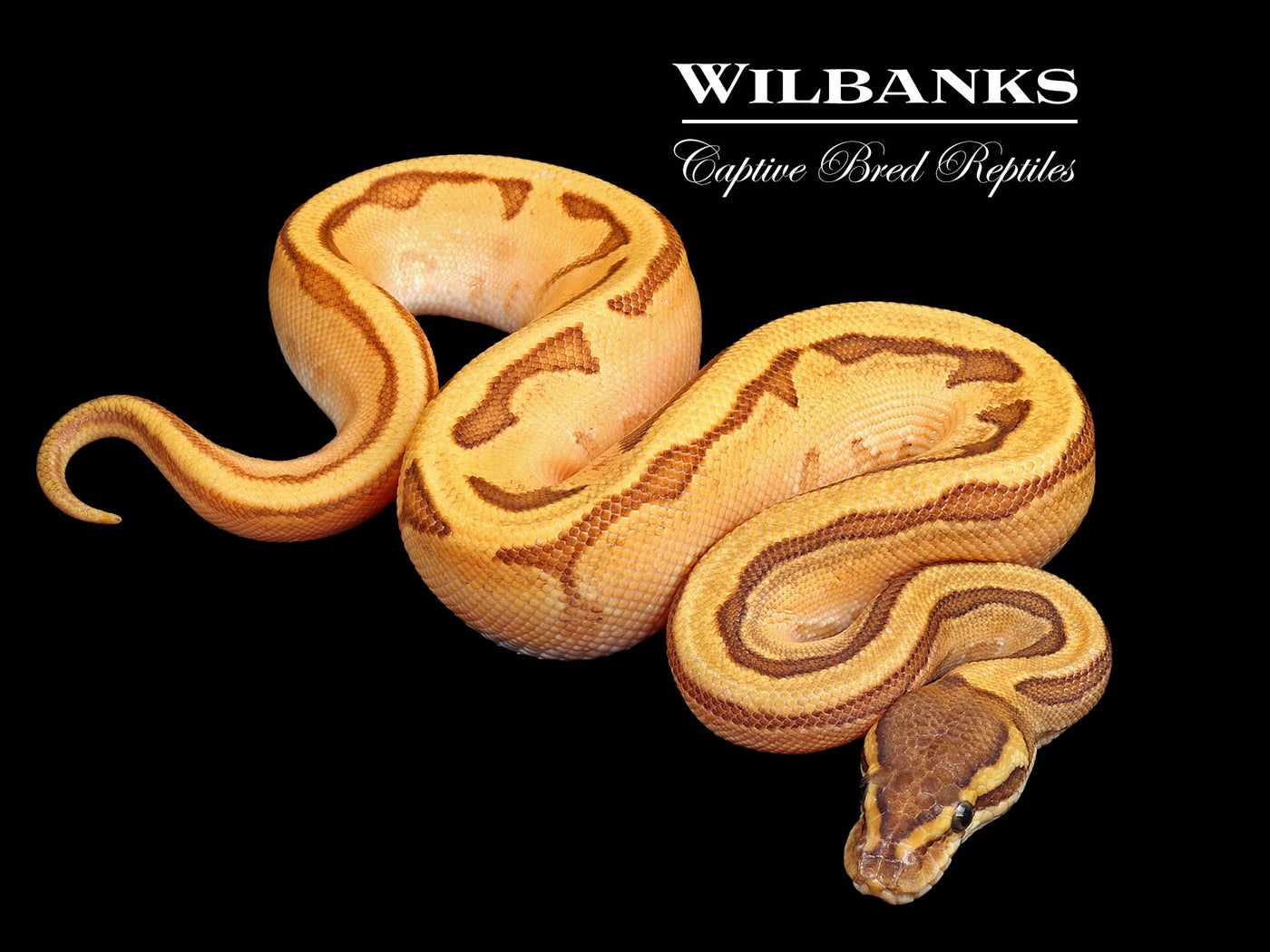 Sugar Enchi Mojave Pinstripe Ball Python ♂ '25