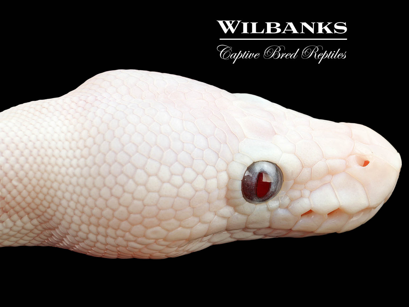 Banana Blue Eyed Leucistic (Mojave Butter) Ball Python ♂ '25