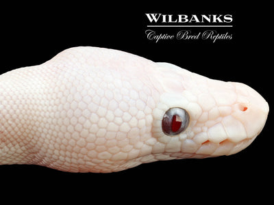 Banana Blue Eyed Leucistic (Mojave Butter) Ball Python ♂ '25