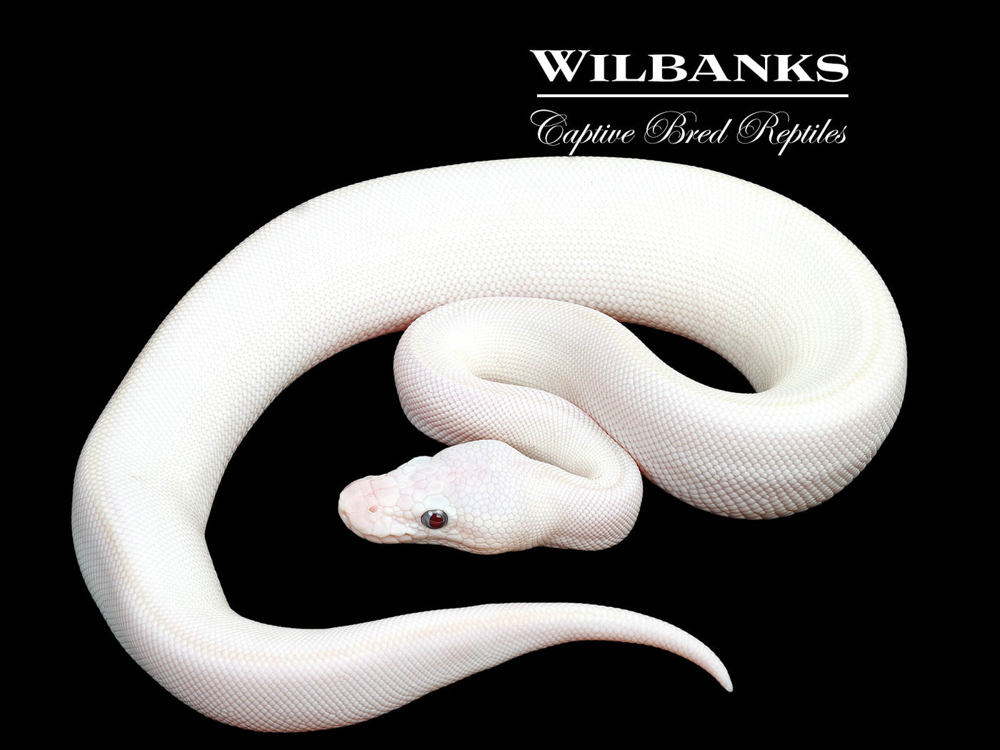 Blue Eyed Leucistic (Mojave Butter) Ball Python ♀ '25