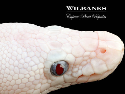 Blue Eyed Leucistic (Mojave Butter) Ball Python ♀ '25