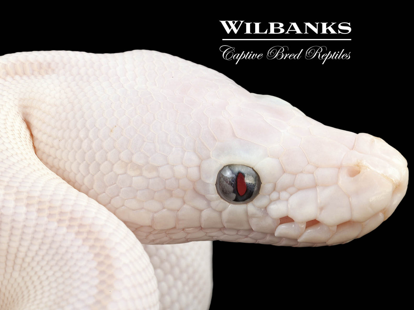 Blue Eyed Leucistic (Phantom Russo) Ball Python ♀ '25