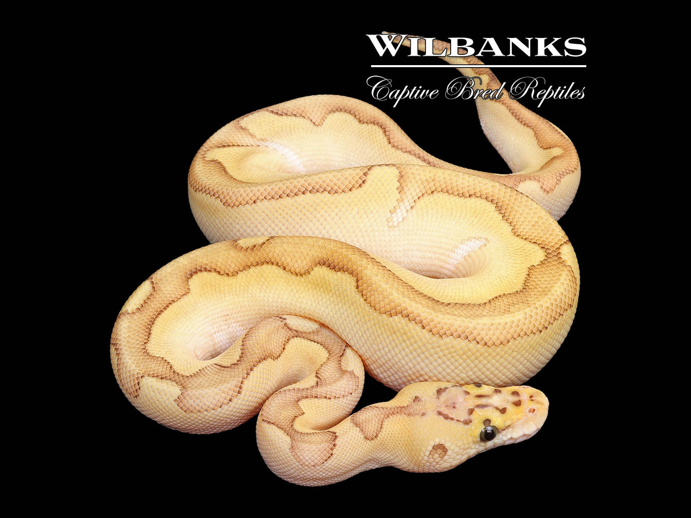 Enchi Pastel Baker Special Clown Ball Python ♀ '25