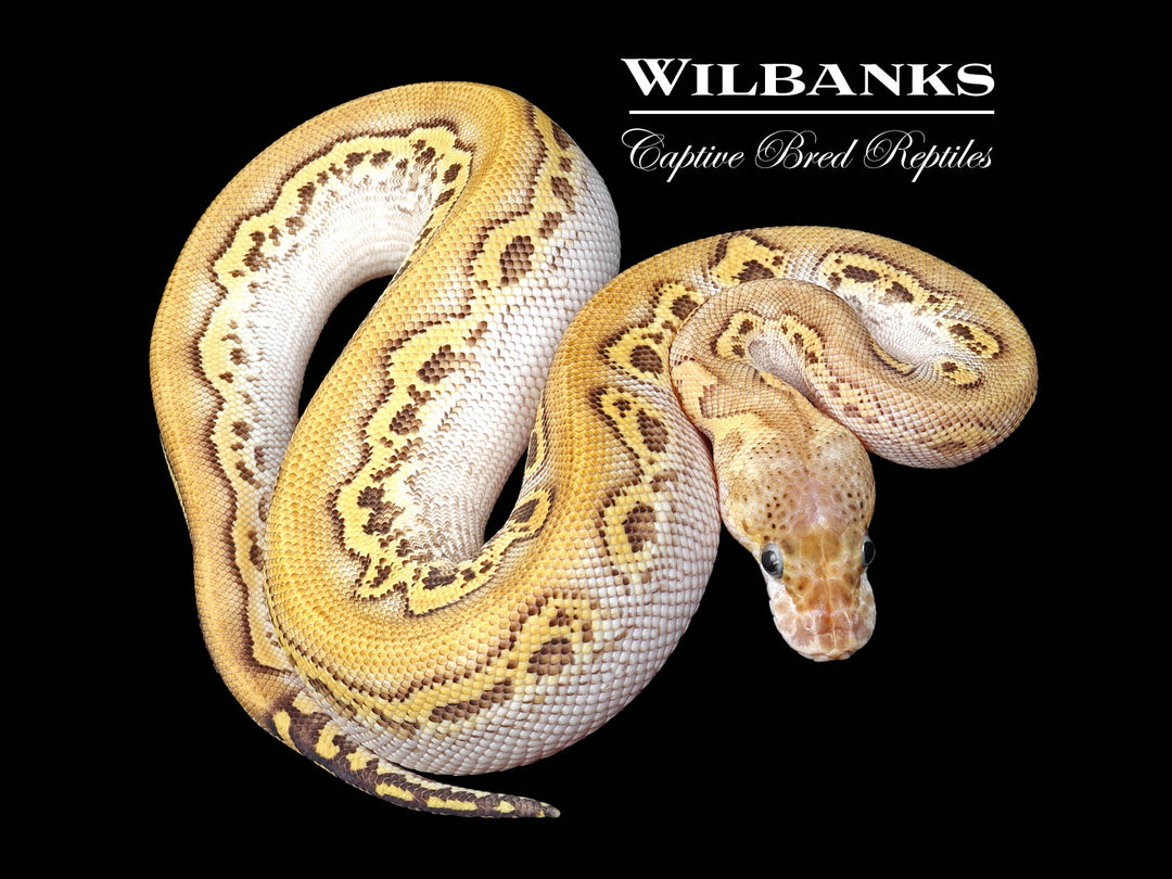 洋書 The Complete Ball Python ボールパイソン The Complete Ball Python 爬虫類 洋書 Amazon.co.jp