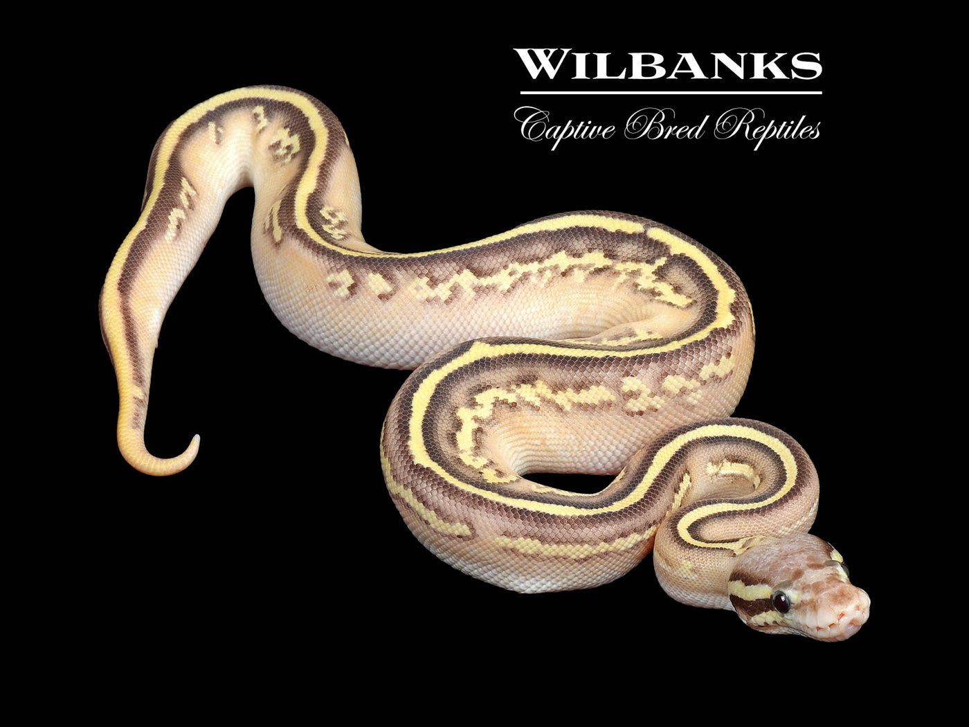 Blackhead Spotnose Fire Yellow Belly Pastel Mojave Ball Python ♀ '25