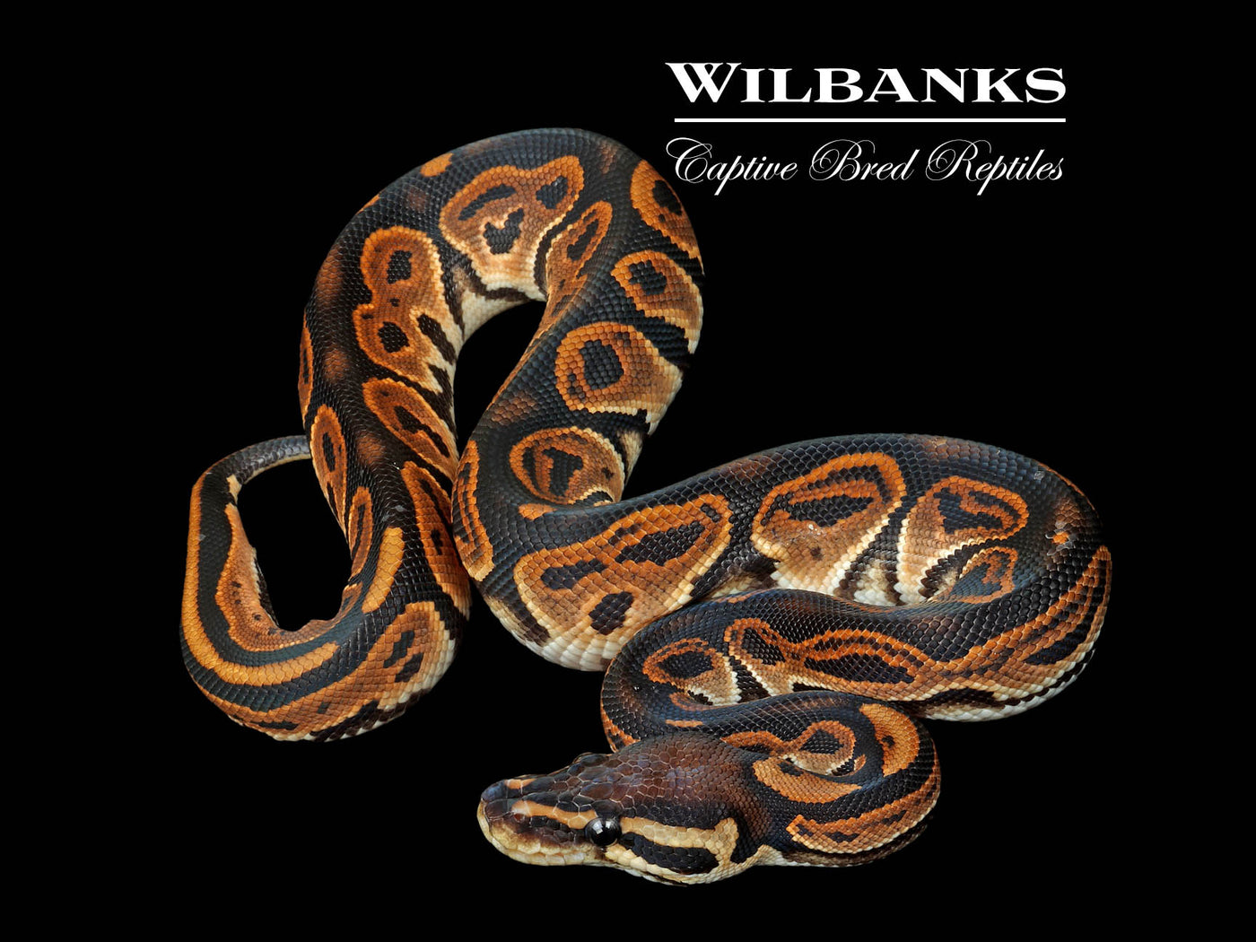 Black Pastel Orange Dream Ball Python ♂ '25