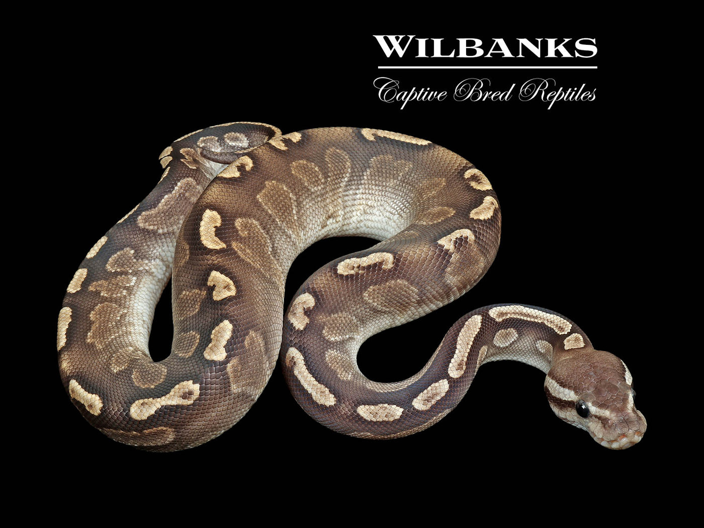 Disco GHI Cinnamon Ball Python ♂ '25