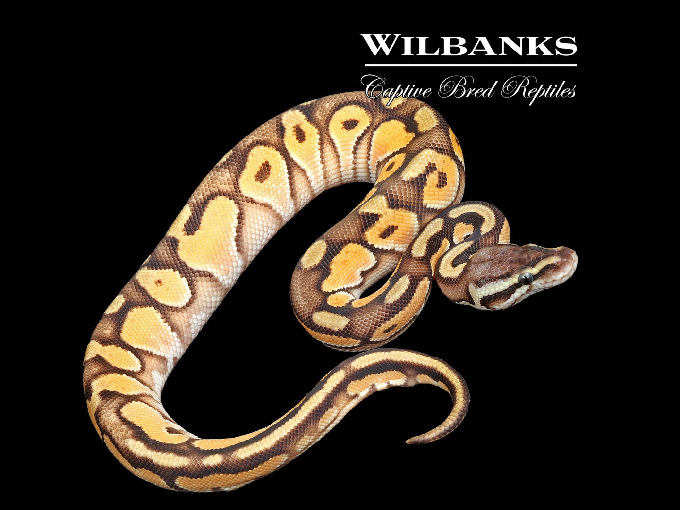 Orange Dream Cinnamon Enchi Pastel Ball Python ♂ '25