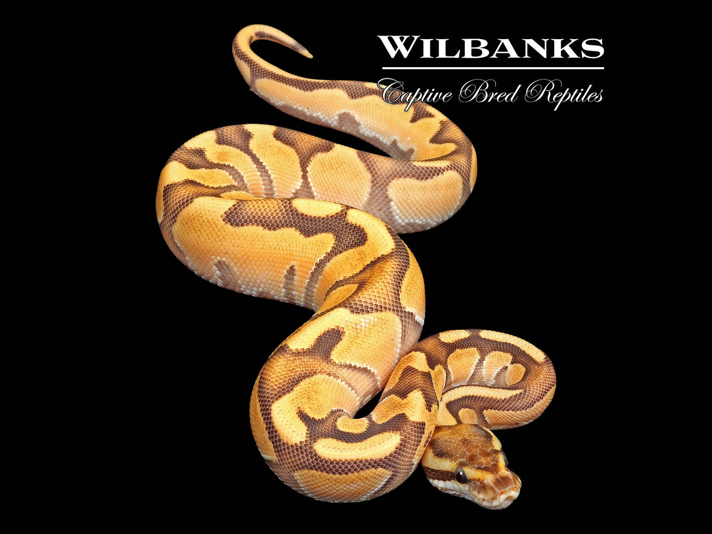 Orange Dream Cinnamon Enchi Fire Ball Python ♀ '25