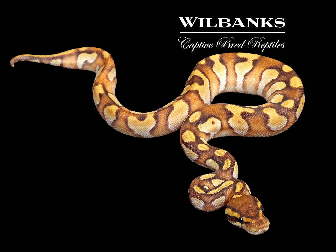 Orange Dream Black Head Mojave Enchi Yellow Belly Ball Python ♂ '25