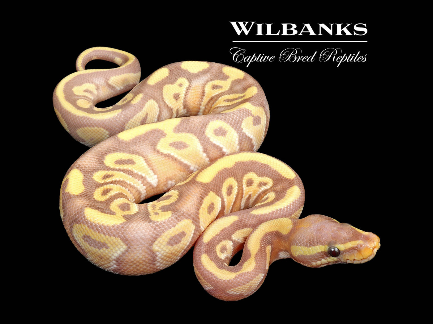 Phantom Banana Ball Python ♂ '25