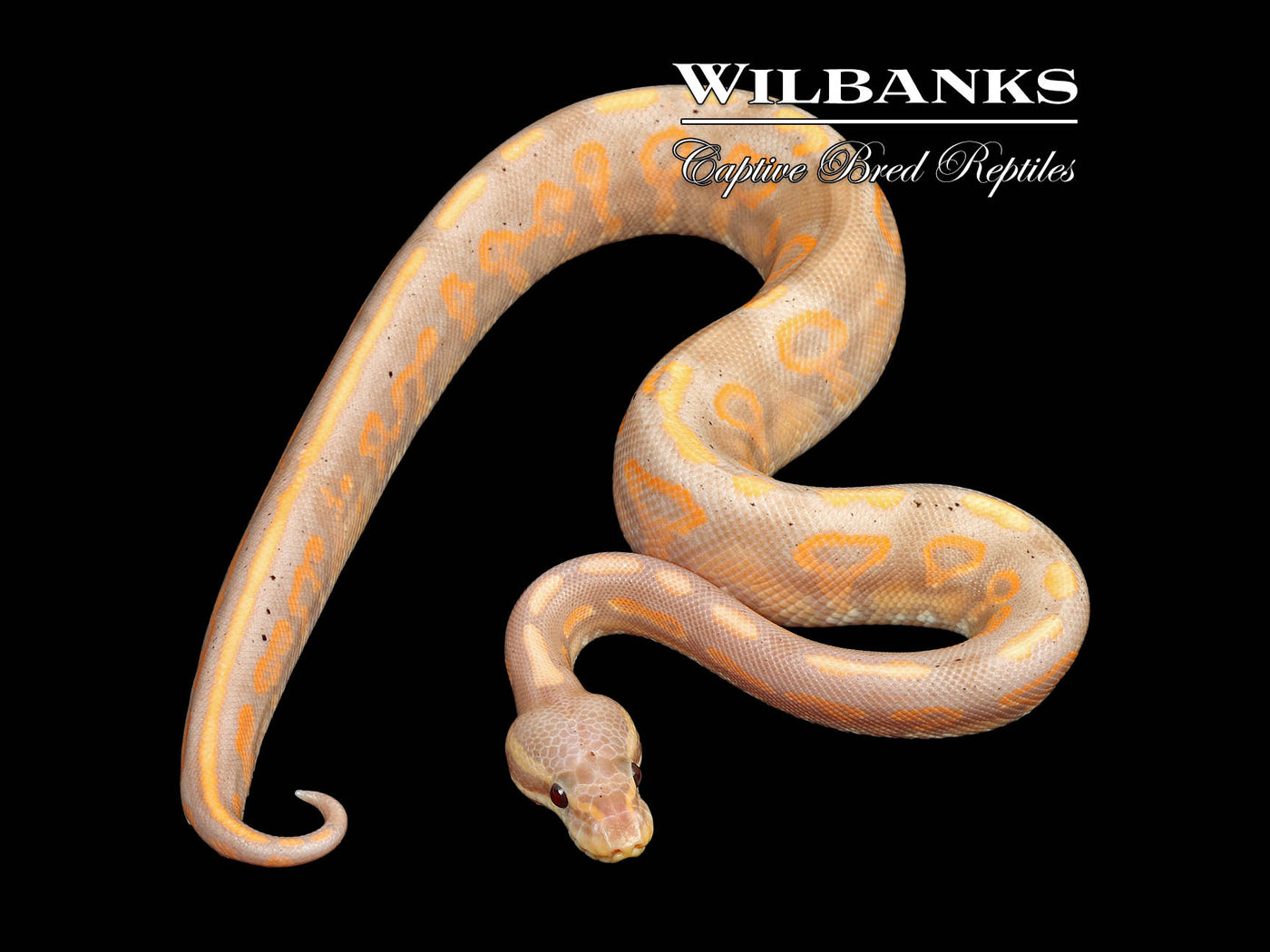 Banana Cinnamon Yellow Belly Ball Python ♂ '25