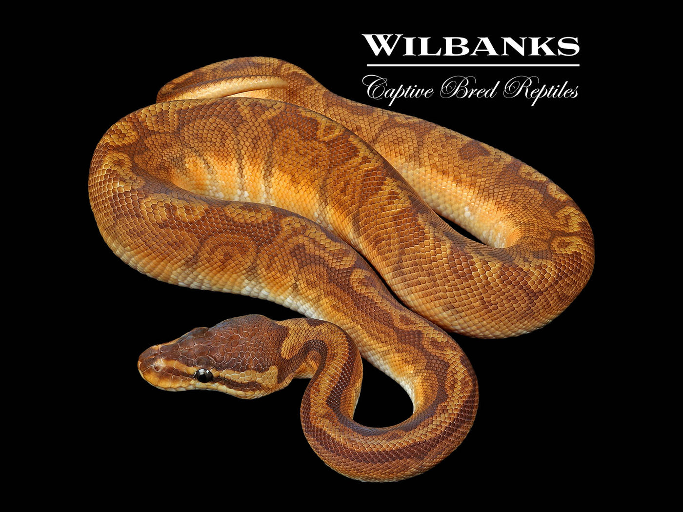 Sunset Ball Python ♂ '25