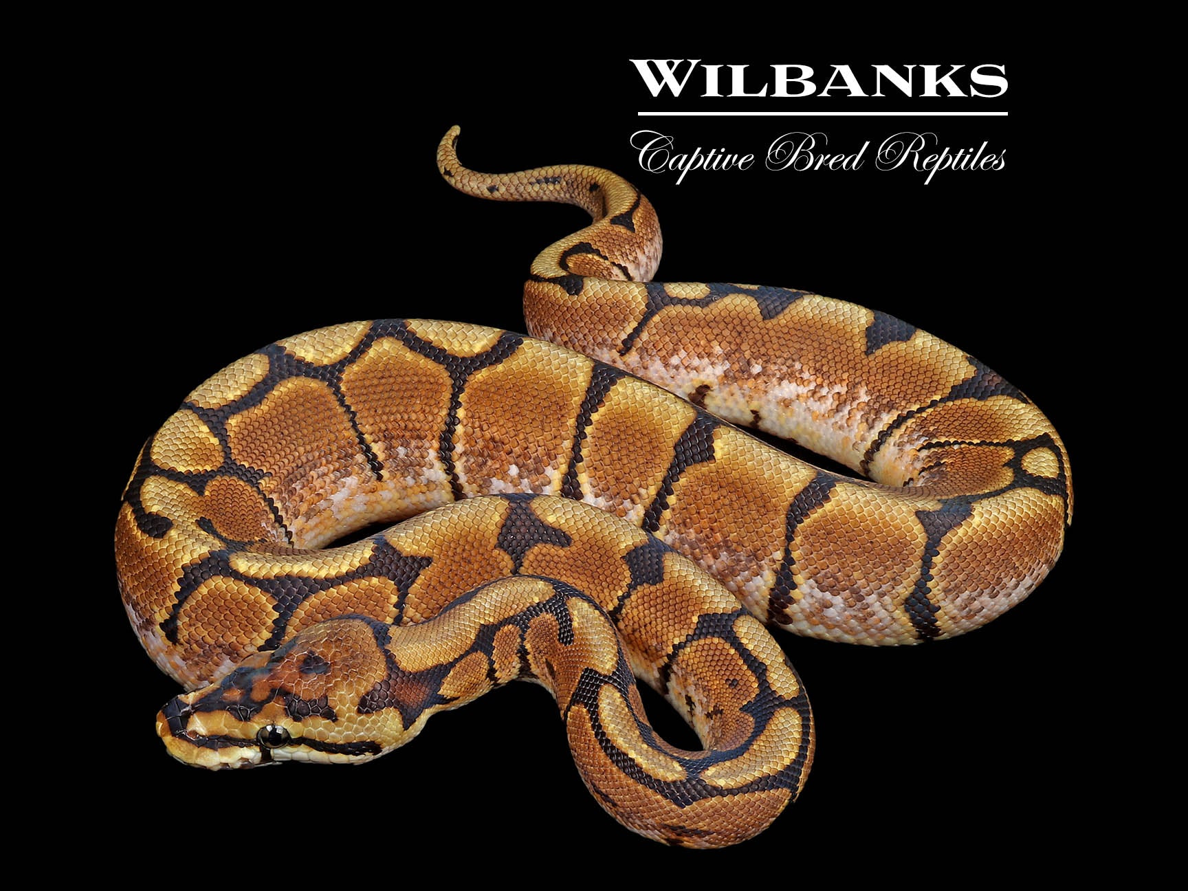 Spider Ball Python ♂ '26 – Wilbanks Captive Bred Reptiles