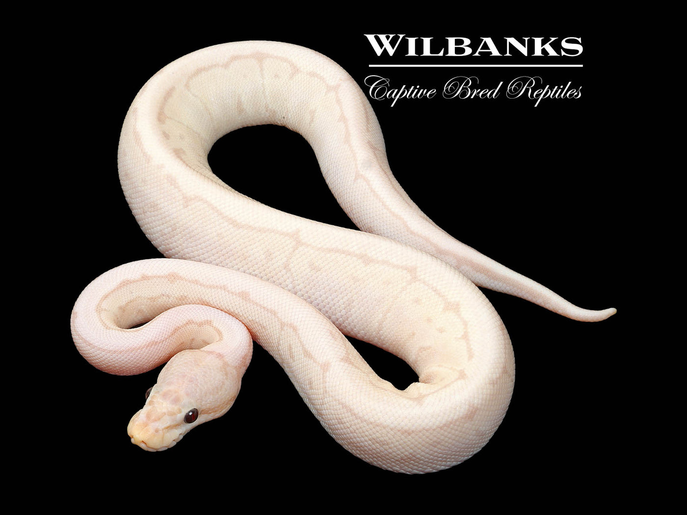 Super Banana Pinstripe 100% Het. Clown Ball Python ♂ '24
