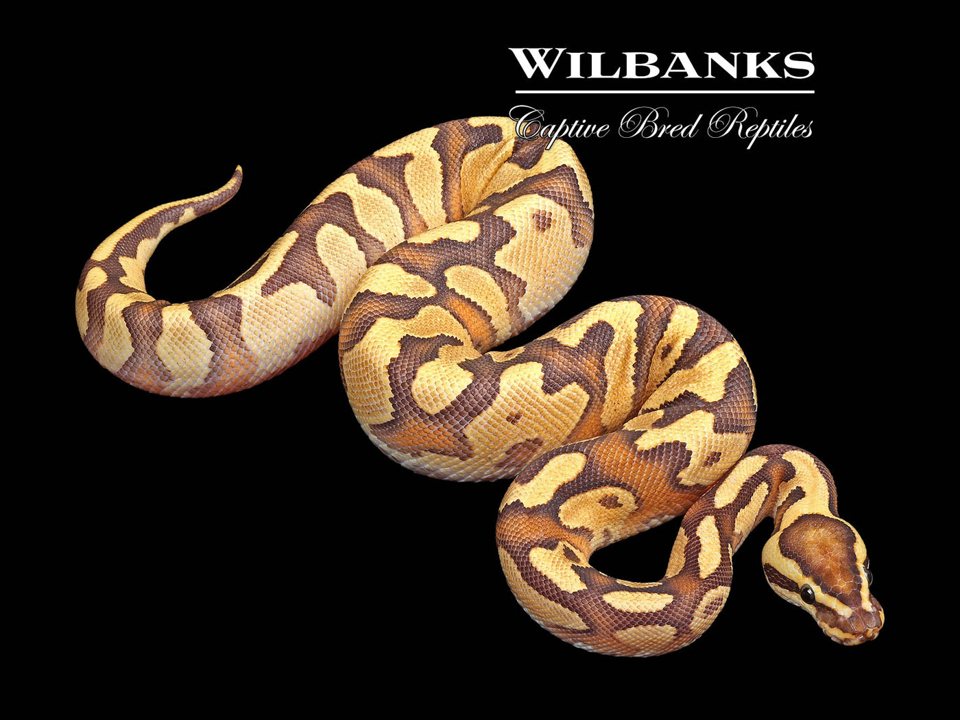 Fire Enchi Yellow Belly 100% Het. Clown Ball Python ♂ '24