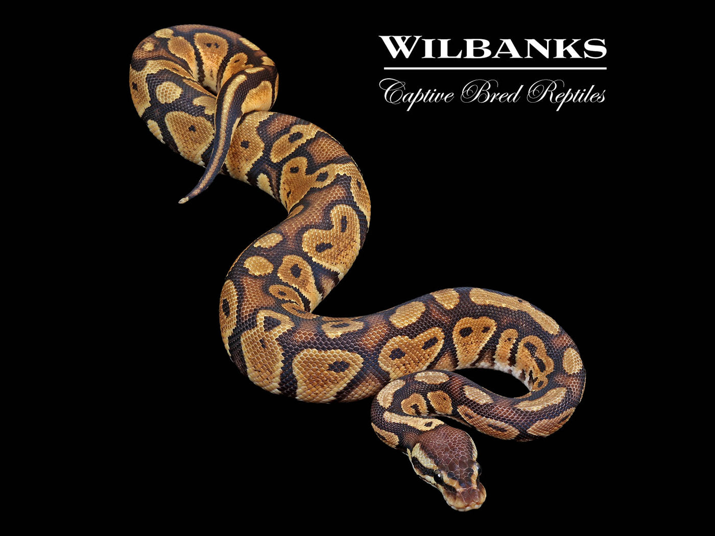 Pastel 100% Het. Sunset Ball Python ♂ '24